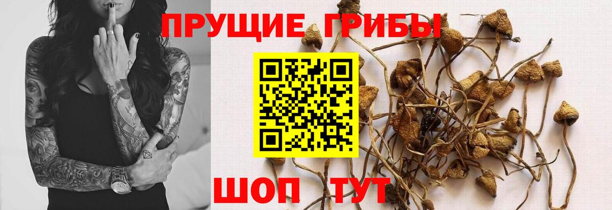 Кинешма  хочу наркоту  Вход с VPN  Псилоцибиновые грибы прущие грибы 